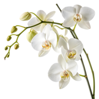 Elegant white orchid branch isolated on black background png