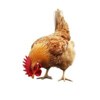 A 3D chicken with a bright red comb pecking at the ground, isolated on transparent background png