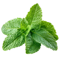 A close up fresh mint leaves overlapping, set against a white background, Isolated on transparent Background png