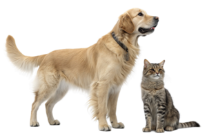 full body of a Dog and cat Isolated-generated by ai png