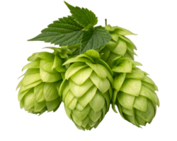 a fresh green hops cluster, detailed texture, isolated on transparent background png