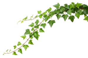 A sprig of ivy with green leaves and a long stem on a transparent background png