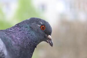 Pigeon closeup photography, summer bird photo