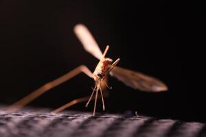 Mosquito on a dark background in macro, insect details on black photo