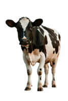 Holstein dairy cow exudes tranquility with its striking black and white pattern and serene presence on transparent background png