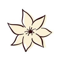 Hand drawn lemon flower with soft cream petals and outline. Perfect for botanical design, citrus theme, nature decor, spring art packaging and natural beauty product. vector