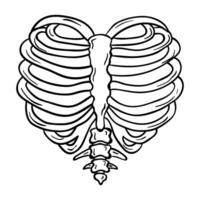 a drawing of a heart with ribs vector