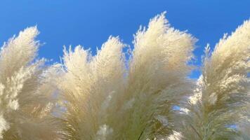 Pampas grass plants sway in the wind against a blue sky video