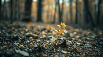A single yellow flower growing in the middle of a forest photo