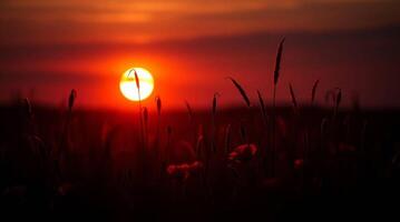 The sun is setting over a field of grass photo