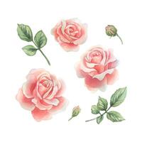 Flowers open roses coral and pink in pastel shades with leaves and buds. Watercolor illustration hand drawn. Set of separate elements isolated from the background. vector