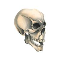 Human skull side view in profile. Hand drawn watercolor illustration for Halloween, day of the dead, Dia de los muertos. Isolated object on a white background. vector