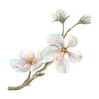 A branch of apple flowers with buds and buds of delicate white color. Spring, summer Watercolor illustration drawn by hand. A separate element isolated from the background vector