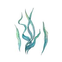 Watercolor illustration of green algae isolated object on a white background. Colorful, beautiful. Underwater world. For the design of postcards, posters, stickers, designs, patterns. vector