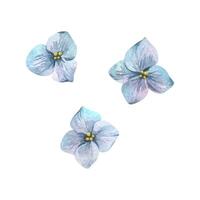 Hydrangea blue, separate small cute flowers with yellow center. Watercolor illustration hand drawn. Set of separate elements isolated from background. vector