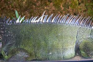 Typical green iguana in its natural environment in selective focus 4 photo