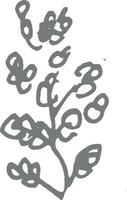 Vintage botanical hand drawn engraving style illustration of plant with leaves and berries isolated on white monochrome floral nature rustic decorative element retro design vector