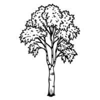 Detailed black and white illustration of a birch tree with full foliage and distinctive bark patterns vector