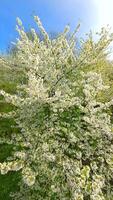 Smooth FPV drone flight through blooming trees with white spring flowers video