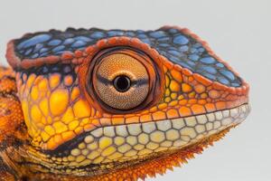 close-up of a colorful chameleon lizard photo