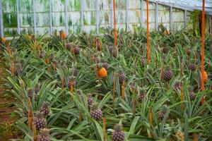 pineapple plantation on the island of Sao Miguel in the Azores archipelago photo