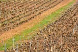 waiting for spring vineyard hibernation in the sun, background and texture for viticulture concept photo