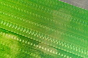aerial drone image top down view of abstract farm landscape, green patterns from above. Agriculture concept background texture photo