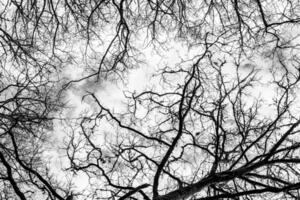 pattern of branches against cloudy backdrop, forest background concept photo