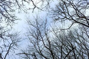 abstract branches against cloudy sky in a forest, forest background concept photo