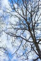 pattern of branches against cloudy backdrop, winter forest background concept photo