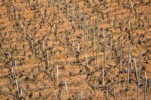 lines in the vineyard abstract view of dormant vines in winter, background and texture for viticulture concept photo