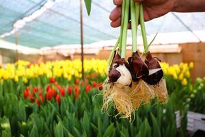 A person is gently holding vibrant tulip bulbs in a flourishing flower nursery garden photo