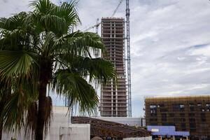 A palm tree in the foreground with a tall building in the background photo