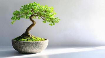 Potted bonsai tree placed on a table in a well-lit indoor setting photo