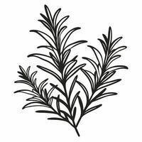 Hand Drawn Rosemary Herb Illustration Botanical Vintage Art vector