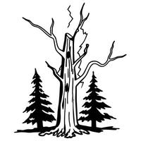 dead tree struck by lightning with surrounding evergreen trees, forest nature sketch vector