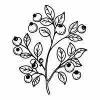 Hand Drawn Berries and Leaves Illustration for Nature Designs vector
