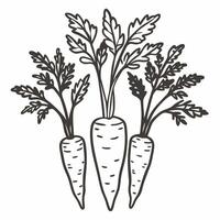 Hand Drawn Organic Carrot Illustration with Leaves in Black and White vector