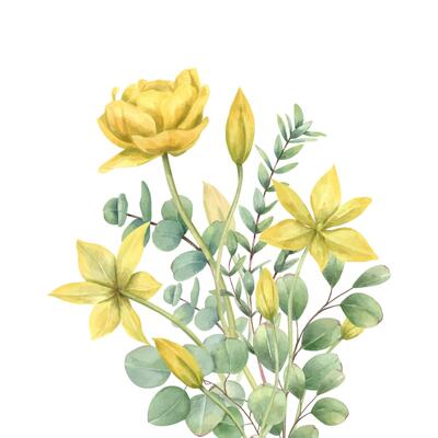 Spring yellow tulips, green eucalyptus leaves bouquet hand painted watercolor floral illustration isolated background. Wild flowers for wedding invitations, greeting cards, stationery design.
