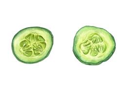 Two fresh circular slices of cucumber watercolor illustration isolated background. Top view. Hand painted vegetable circles set for healthy food designs, detox concepts, and natural lifestyle projects vector