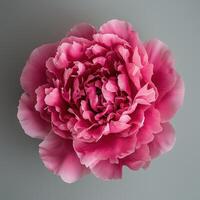 Pink peony, fully open and captured from above on neutral gray background photo