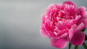Peony flower, fully open and captured from above on neutral gray background, with copy space photo