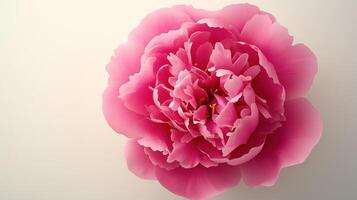 Vibrant pink peony, fully open and captured from above on light gray background photo