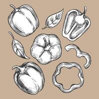 Detailed hand drawn illustration of bell peppers and leaves on a beige background featuring whole, sliced, and halved peppers vector