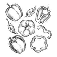 Hand drawn bell pepper slices and leaves, showcasing different cuts. Features detailed line art suitable for culinary or botanical designs vector