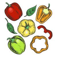 Illustration showcasing a collection of colorful bell peppers, including whole and sliced pieces. Includes red, yellow, and green peppers, along with leaves for added detail. vector