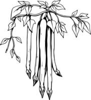 Line Art Illustration Of A Bunch Of Hanging Green Beans On A Vine With Leaves vector