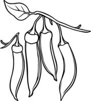 Line Drawing Of Four Chili Peppers Hanging From A Branch With A Leaf vector