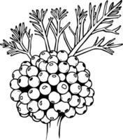 Detailed Line Drawing of a Cluster of Berries Topped with Delicate Foliage vector