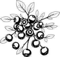 A Delicate Illustration of Ripe Blueberries on a Branch with Lush Green Leaves Isolated on White vector